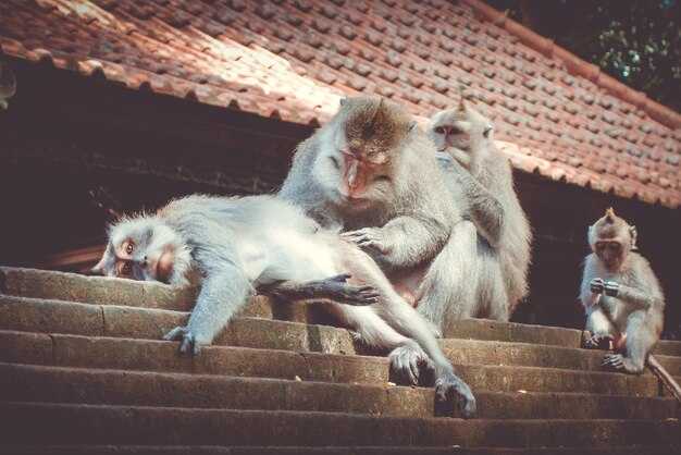 Flying Monkeys & Narcissism - Meaning, Examples & How to Respond Flying Monkeys & Narcissism: Meaning, Examples & How to Respond